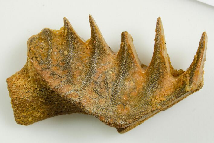 Cretaceous Lungfish (Ceratodus) Tooth Plate - Morocco #366720